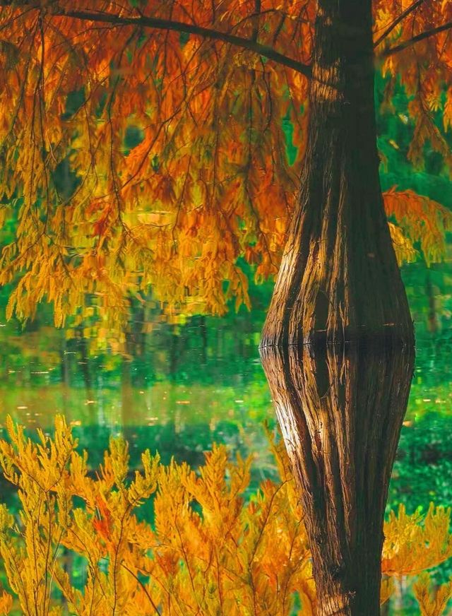 南京賞秋攻略這幾個寶藏地直接衝超出片