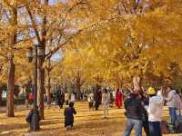 本週北京賞秋的尾巴，倒數計時！還有10處選擇