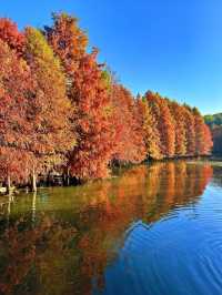 南京真的不顧人死活落羽杉比梧桐還要美