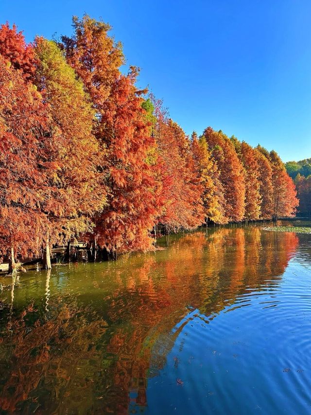 南京真的不顧人死活落羽杉比梧桐還要美