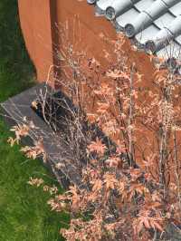 麗江住對民宿才叫度假！閱山觀景這波直接封神