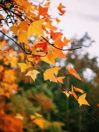 江浙賞秋地圖｜最美私藏地