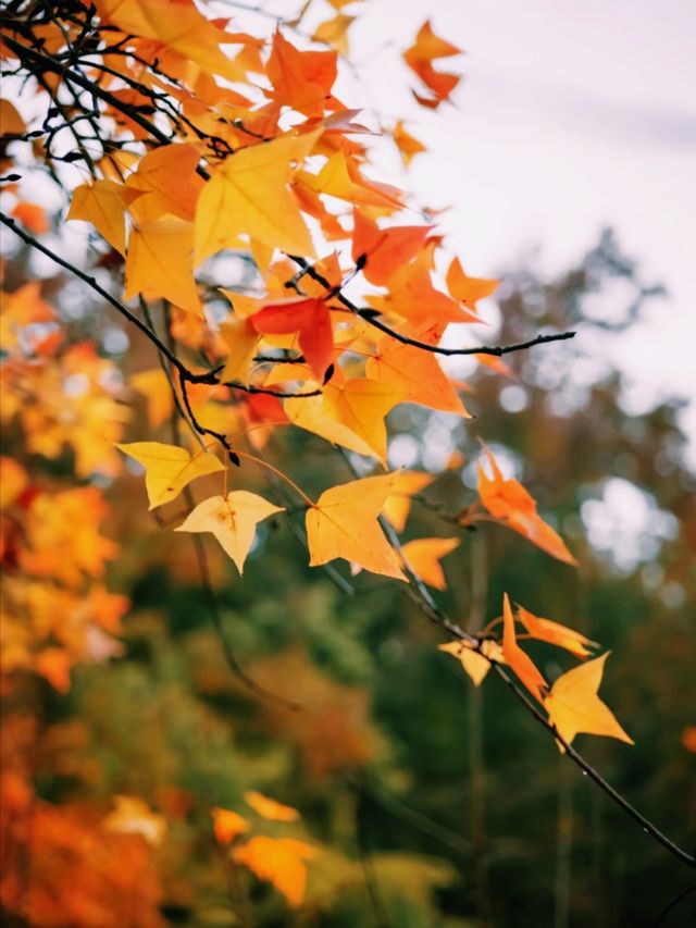 江浙賞秋地圖｜最美私藏地