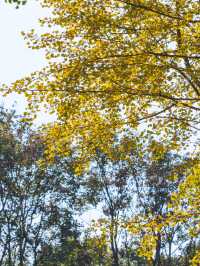 上海｜世紀公園的城市秋居畫卷