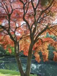 上海東郊賓館|滬上秋景絕絕子人間仙境