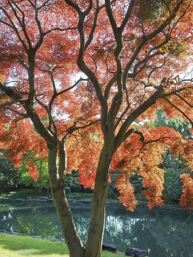 上海東郊賓館|滬上秋景絕絕子人間仙境 上海東郊賓館|滬上秋景絕絕子人間仙境