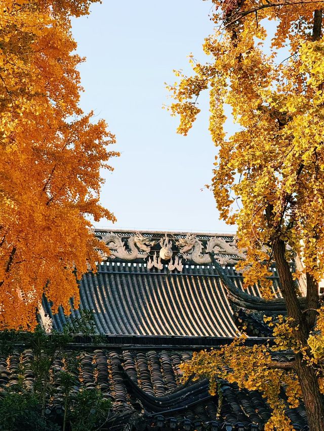 深秋南京,秒變被銀杏包圍的金陵 深秋南京,秒變被銀杏包圍的金陵