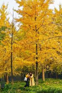 蛟龍活水公園拍銀杏