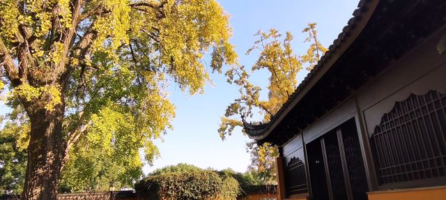 治平寺裡一片金黃