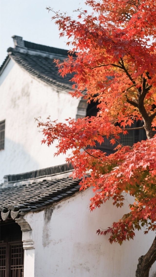 蘇州人的秋天私藏!會發光的楓葉 蘇州人的秋天私藏!會發光的楓葉