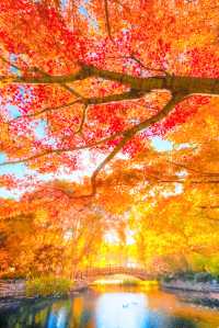 殺瘋了上海紅楓紅透了必是秋日頂流