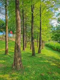 去一萬次都不夠！深圳我最愛的治癒系公園！