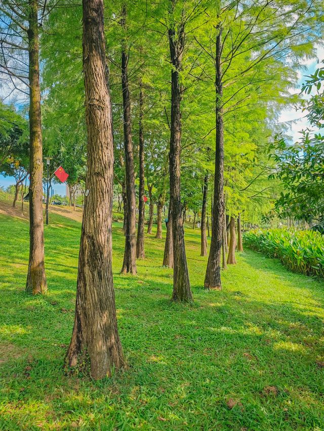 去一萬次都不夠！深圳我最愛的治癒系公園！