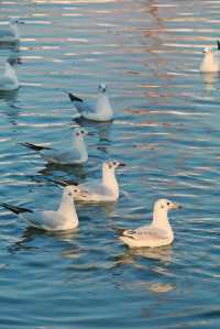 昆明冬日限定浪漫海洪濕地的鷗語時光