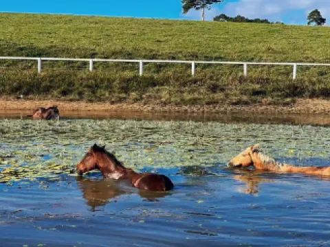 Kurcow Farm - A ranch holiday through the jungle