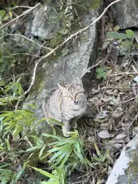 週末女大單兵武功山 全程6h (住山腳版)
