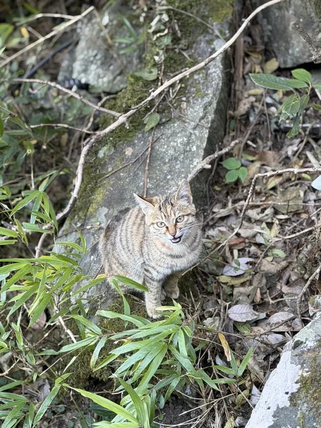 週末女大單兵武功山 全程6h (住山腳版) 週末女大單兵武功山 全程6h (住山腳版)