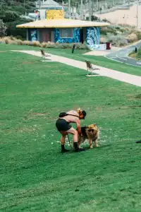 墨爾本海邊跑步,發現了現實版的瘋狂動物城