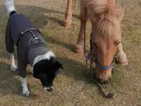 小狗和小馬一起低頭可愛鼠了！