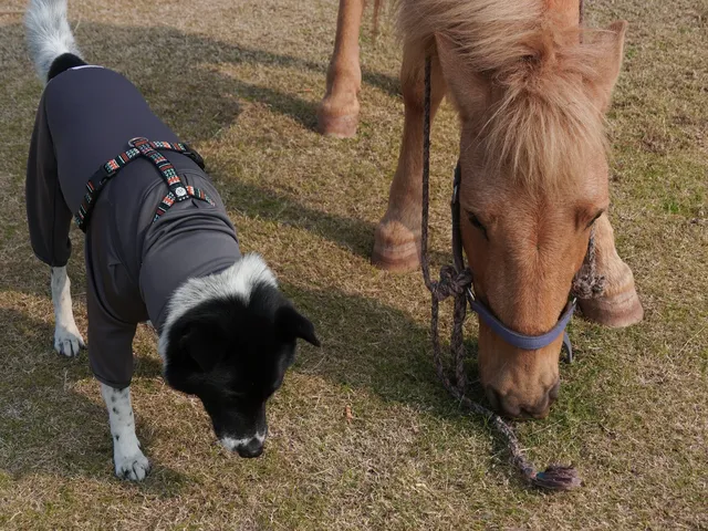 小狗和小馬一起低頭可愛鼠了！