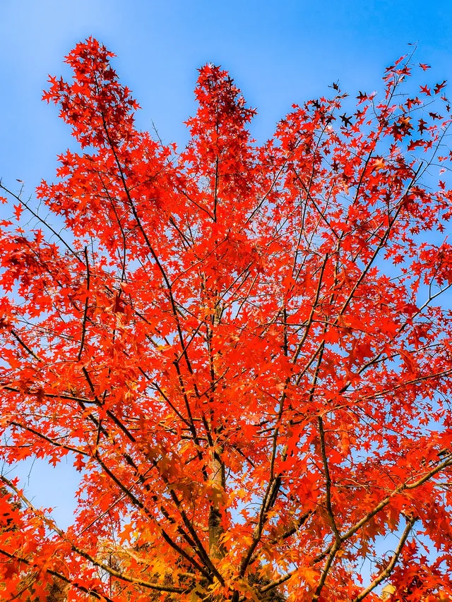 11.27實拍!和平公園的秋天比濾鏡還絕! 11.27實拍!和平公園的秋天比濾鏡還絕!