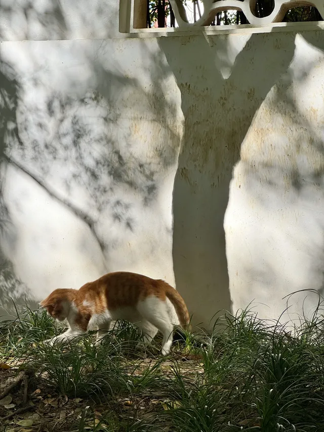 蘇州|西園寺已進入秋季最佳觀賞期 蘇州|西園寺已進入秋季最佳觀賞期