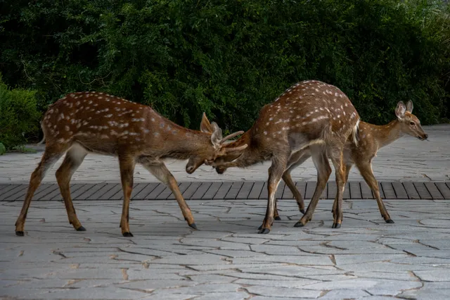 大連「夏」 大連「夏」