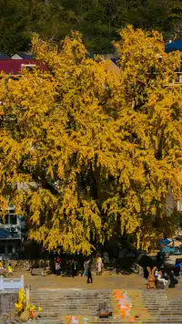 12.4實拍溫州銀杏王黃透了曬秋同框拍照