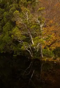 什麼!原來塔斯馬尼亞的鴨嘴獸都在這!!