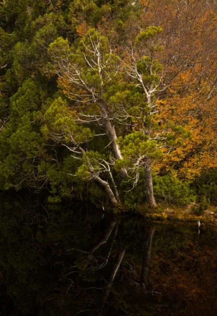 什麼!原來塔斯馬尼亞的鴨嘴獸都在這!! 什麼!原來塔斯馬尼亞的鴨嘴獸都在這!!