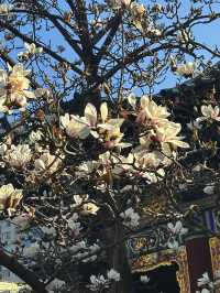 真慶觀的玉蘭花又開了…