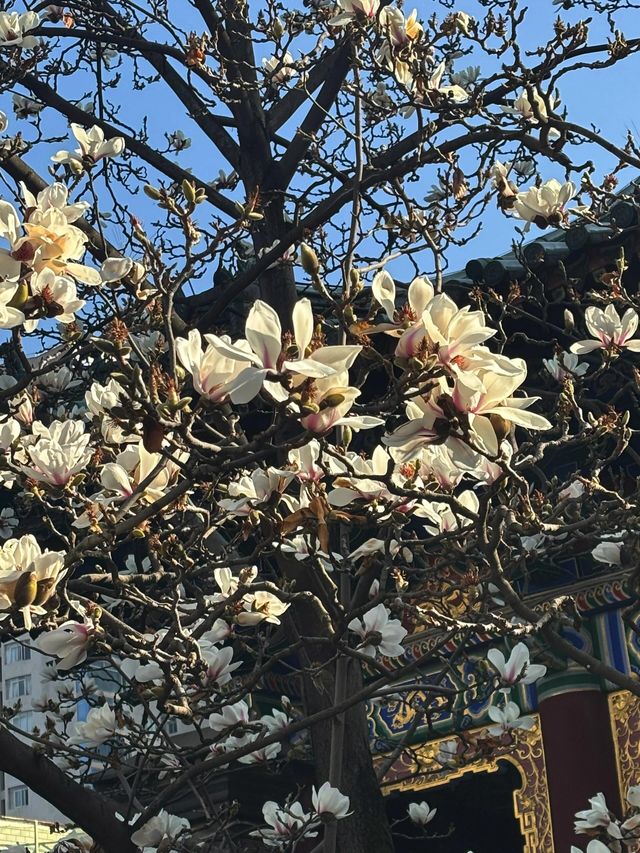 真慶觀的玉蘭花又開了… 真慶觀的玉蘭花又開了…