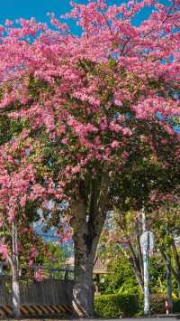 廈門芳都異木棉 + 錦江住宿攻略，粉色浪漫與舒適旅居指南🩷