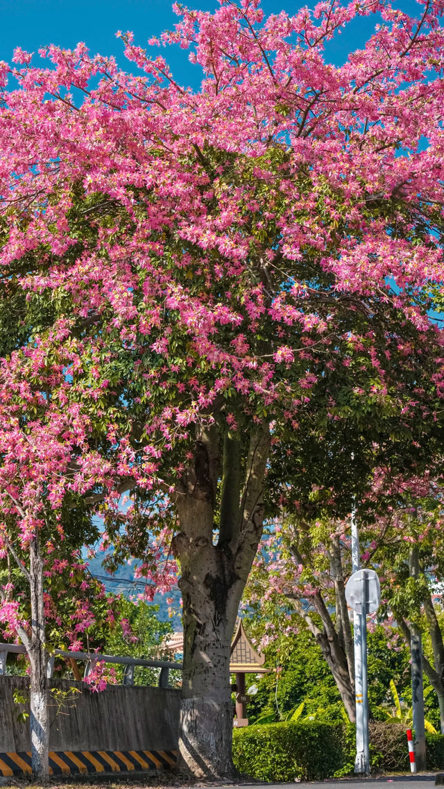 廈門芳都異木棉 + 錦江住宿攻略，粉色浪漫與舒適旅居指南🩷