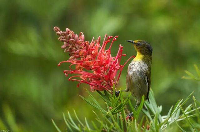 廈門版「瘋狂動物城」上線!山林湖海間,藏著人與自然共生的浪漫 廈門版「瘋狂動物城」上線!山林湖海間,藏著人與自然共生的浪漫