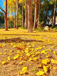 報劉海粟綠地 銀杏濃度已達99.9%