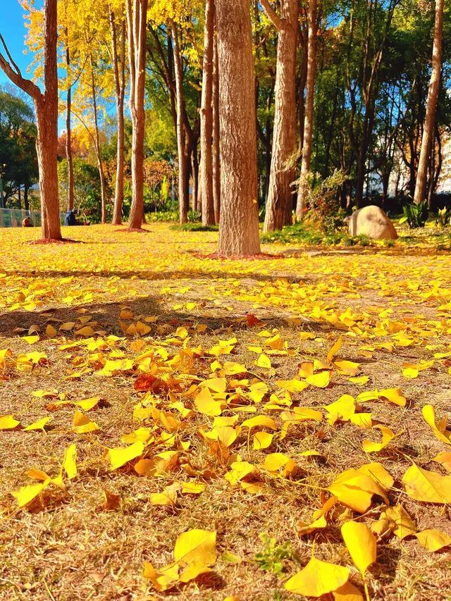 報劉海粟綠地 銀杏濃度已達99.9% 報劉海粟綠地 銀杏濃度已達99.9%