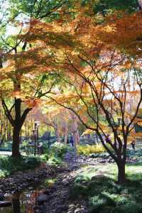 魔都市中心的“小京都”!延中廣場公園秋日拍照封神攻略