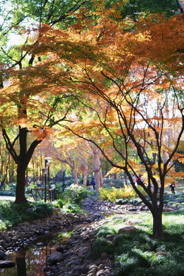 魔都市中心的“小京都”!延中廣場公園秋日拍照封神攻略 魔都市中心的“小京都”!延中廣場公園秋日拍照封神攻略