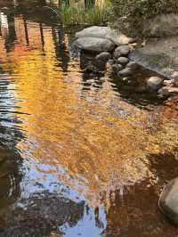 不誇張!本週上海最美的賞秋路線