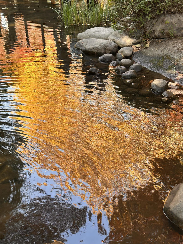 不誇張!本週上海最美的賞秋路線 不誇張!本週上海最美的賞秋路線