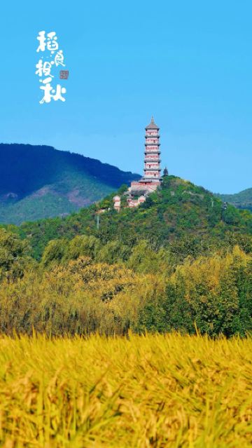 Golden Rice Fields: The Most Beautiful Autumn Check-in Spots