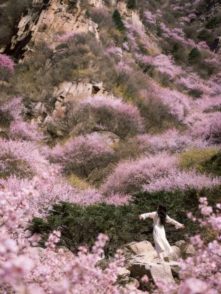 ฤดูกาลชมดอกพีชในเมืองหลินจือ ซึ่งเป็นส่วนหนึ่งของเมืองซีอาน ได้ถูกกำหนดไว้เป็นเวลา 26 ปีแล้ว