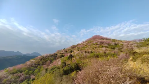 คู่มือชมดอกไม้ในฤดูใบไม้ผลิบนภูเขา — traveler post in ต้าเถียน