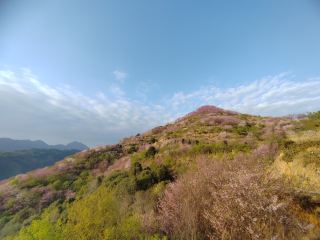 คู่มือชมดอกไม้ในฤดูใบไม้ผลิบนภูเขา