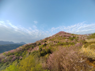 春日山野賞花指南