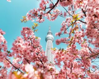 จุดชมซากุระที่ห้ามพลาดในช่วงฤดูซากุระบาน! แผนที่ชมซากุระที่สวยที่สุดของญี่ปุ่น