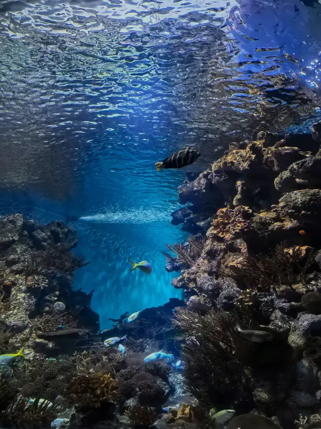 Asia's Longest Underwater Tunnel Shanghai Ocean Aquarium Day and Night Visit Guide