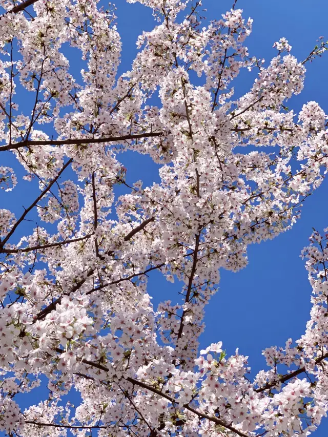 Dujiangyan Bauhinia Sea, Stunningly Beautiful to the Point of Speechlessness