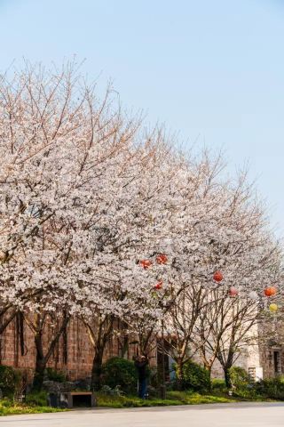 เป็นช่วงเวลาที่เหมาะที่สุดสำหรับการชมดอกไม้ในเมืองโบราณว่านไจ๋